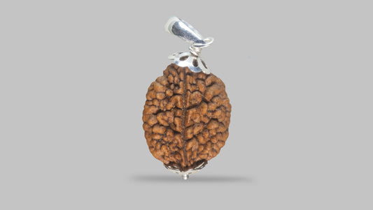 2 MUKHI RUDRAKSHA (27.65 mm)