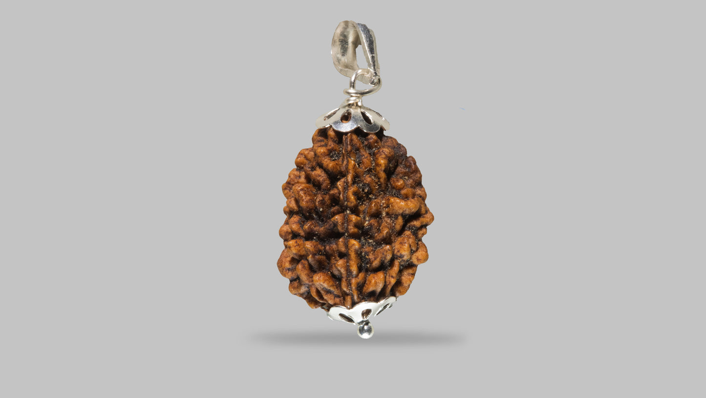 2 MUKHI RUDRAKSHA (29.27 mm)