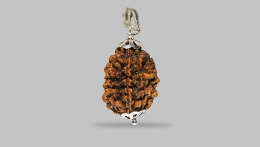 2 MUKHI RUDRAKSHA (29.27 mm)