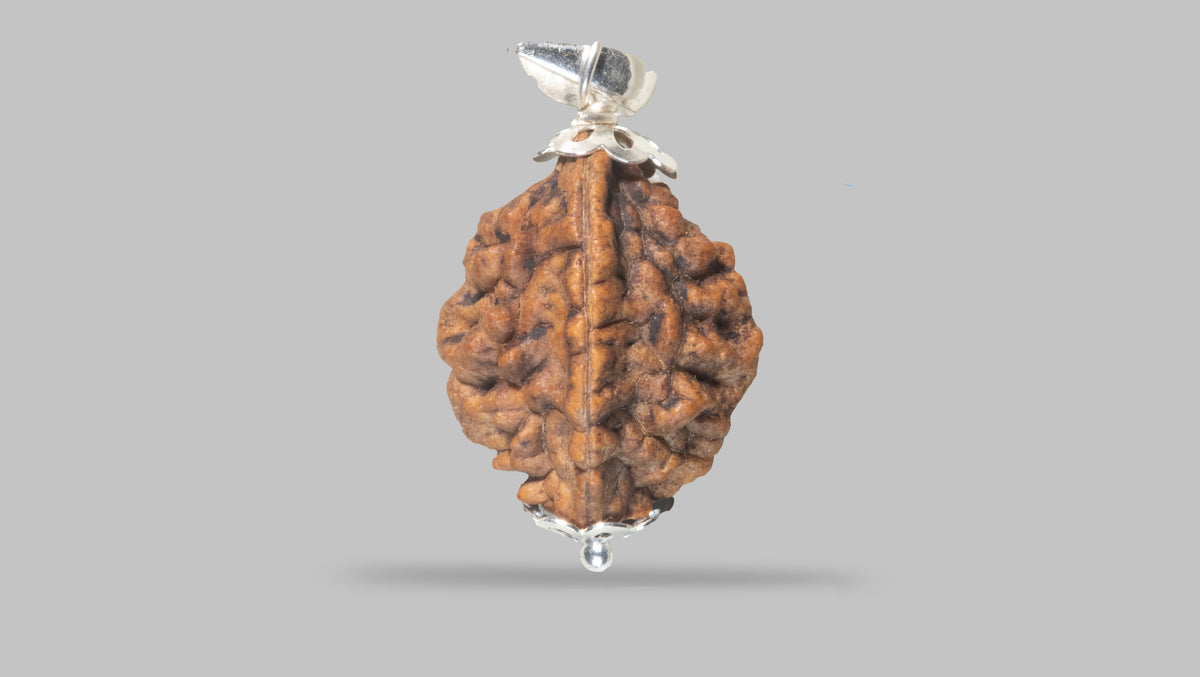 Mujad Raksha 2 MUKHI RUDRAKSHA (29.48 mm) – Natural Rudraksha