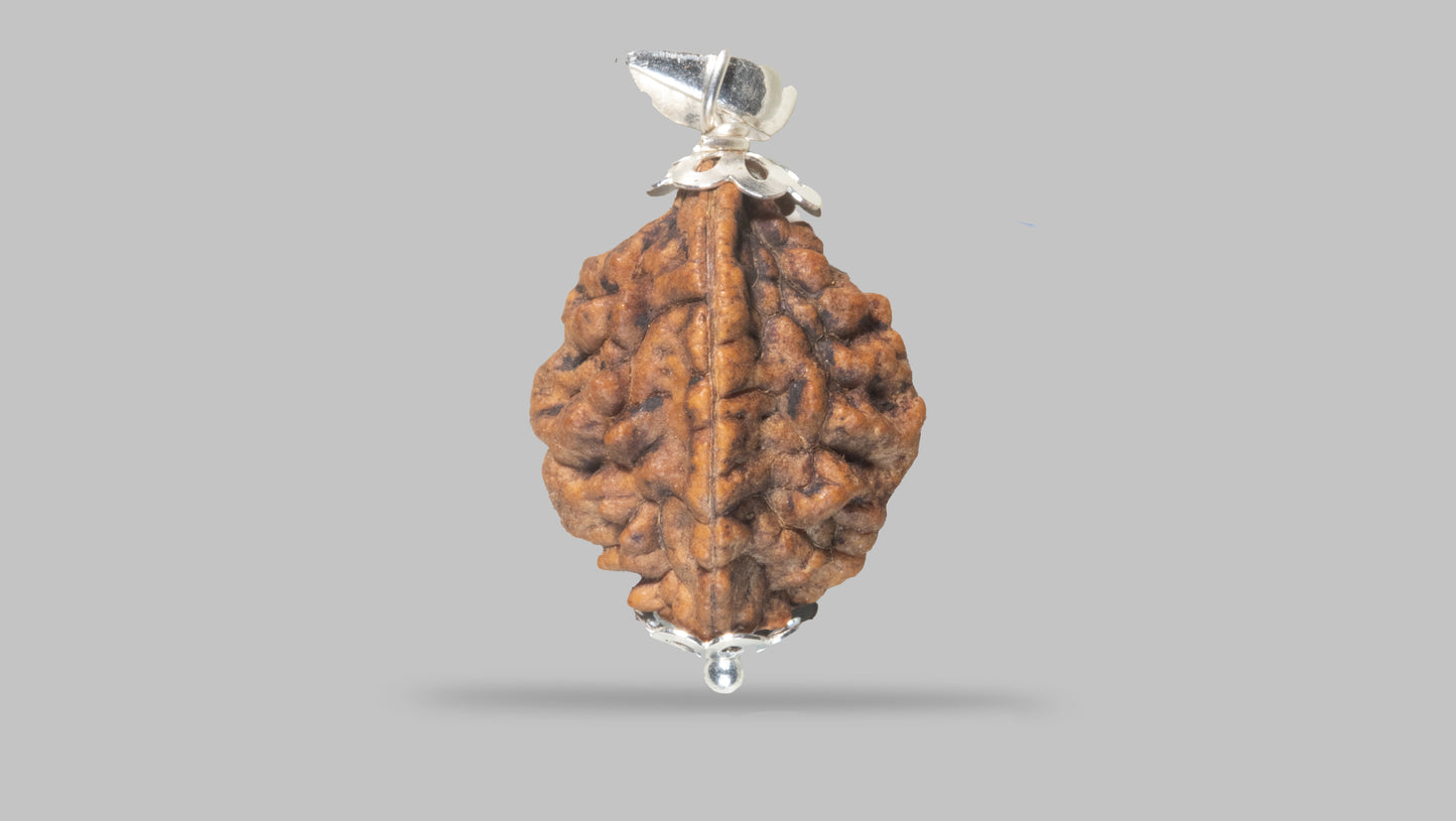 2 MUKHI RUDRAKSHA (29.48 mm)