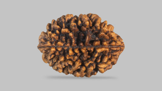 2 MUKHI RUDRAKSHA (26.94 mm)