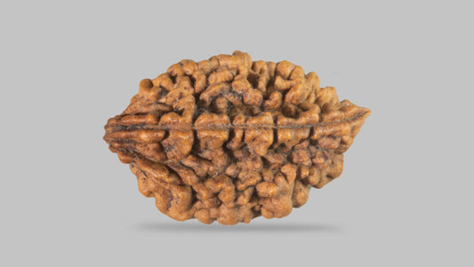 2 MUKHI RUDRAKSHA (29.83 mm)