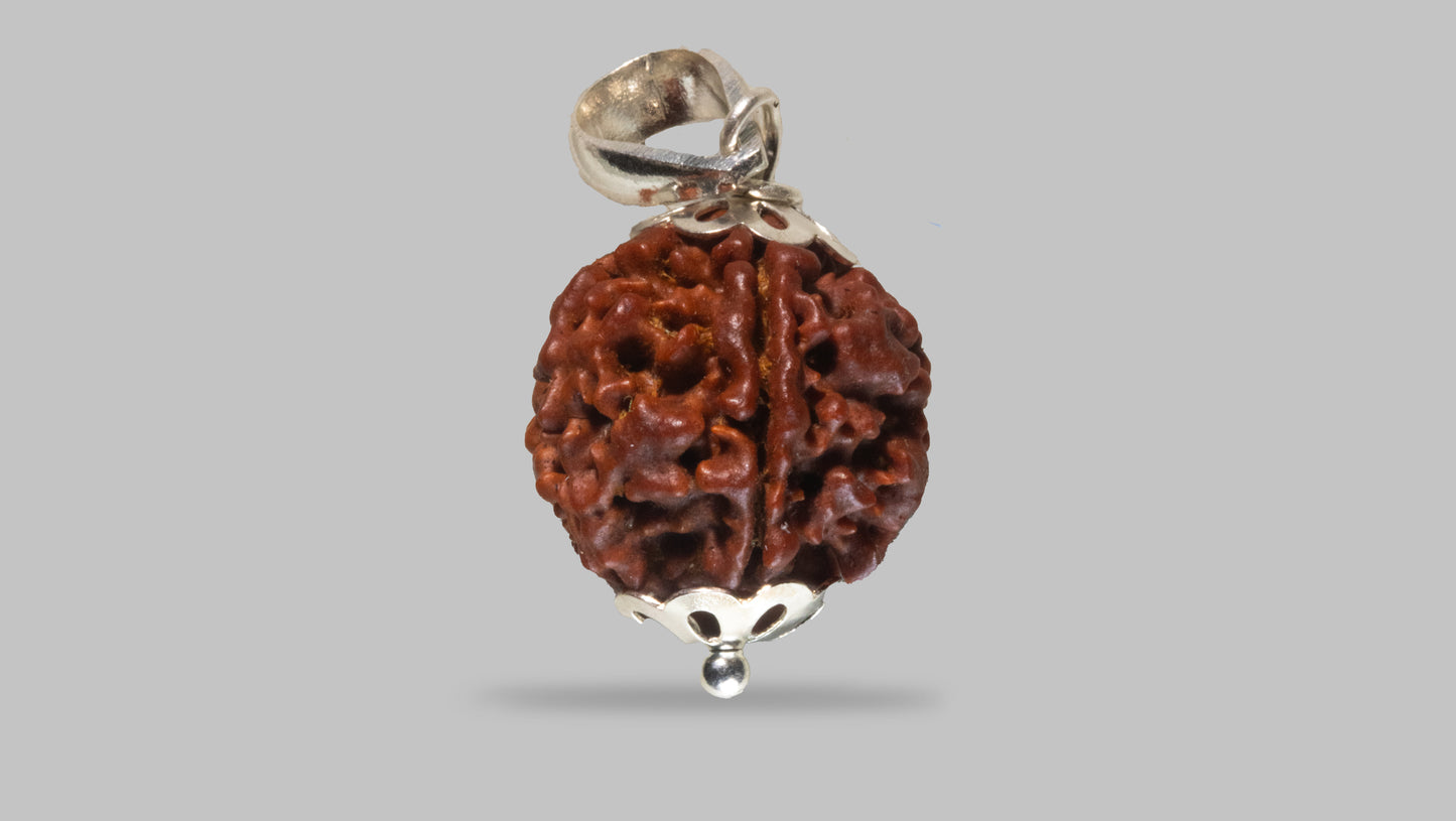 6 MUKHI RUDRAKSHA (19.10 mm)