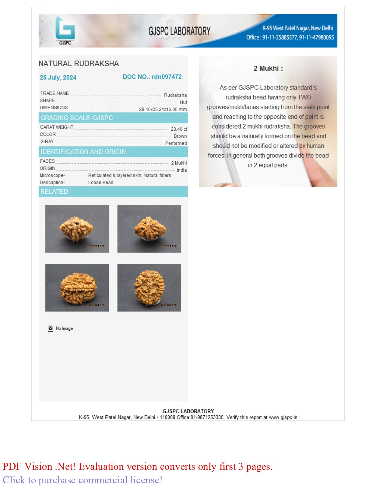 2 MUKHI RUDRAKSHA (29.46 mm)