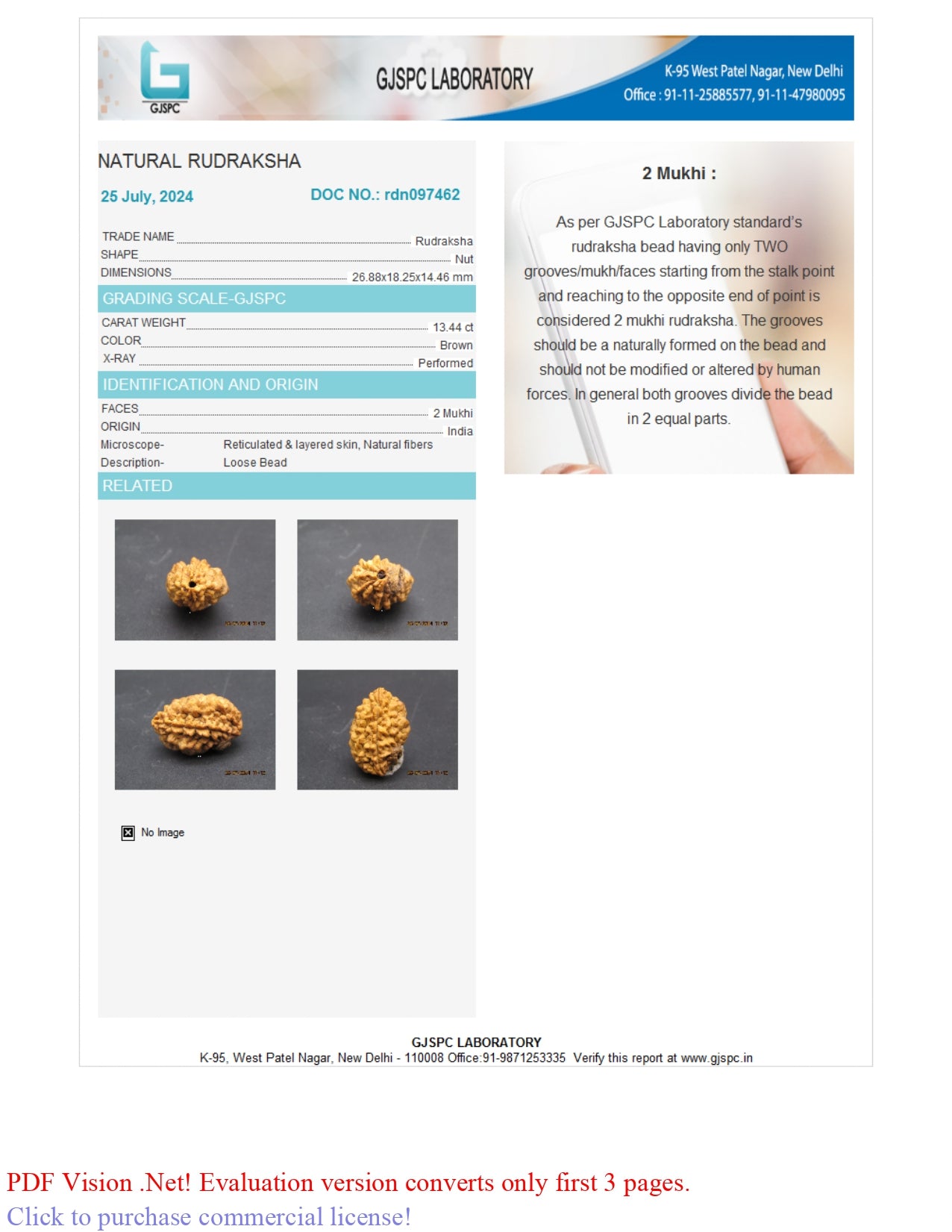 2 MUKHI RUDRAKSHA (26.88 mm)