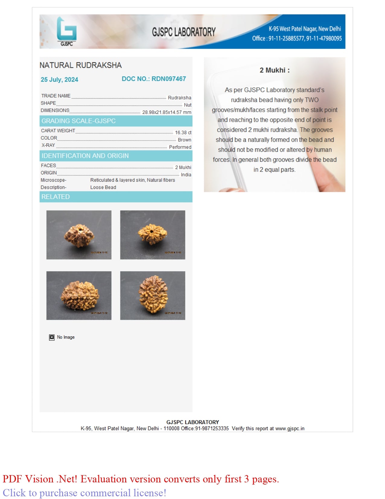 2 MUKHI RUDRAKSHA (28.98 mm)