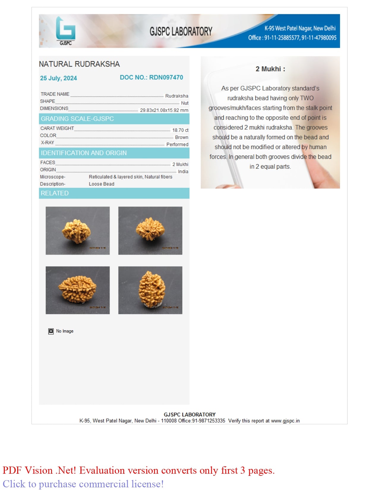 2 MUKHI RUDRAKSHA (29.83 mm)
