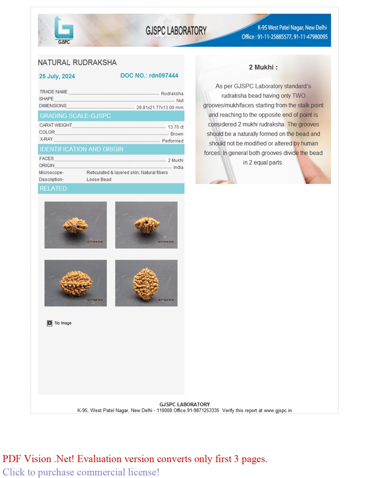 2 MUKHI RUDRAKSHA (28.81 mm)