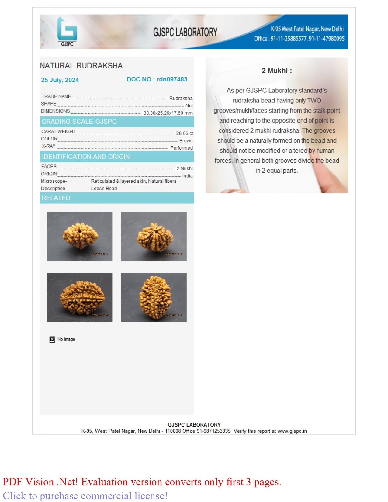 2 MUKHI RUDRAKSHA (33.30 mm)