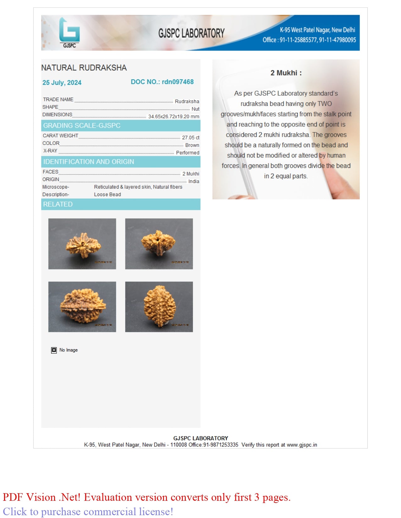 2 MUKHI RUDRAKSHA (34.65 mm)
