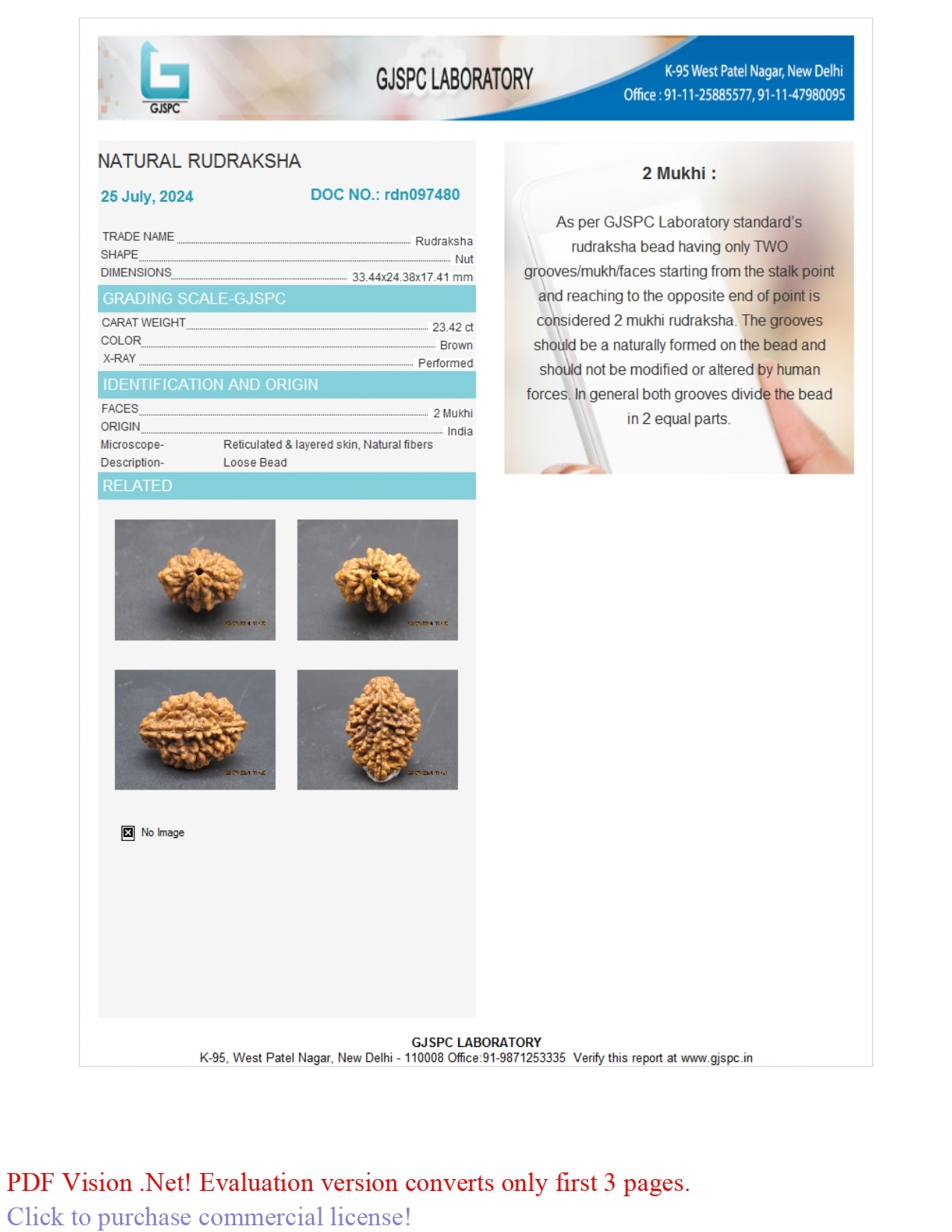 2 MUKHI RUDRAKSHA (33.44 mm)