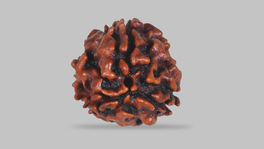 3 MUKHI RUDRAKSHA (22.70 mm)