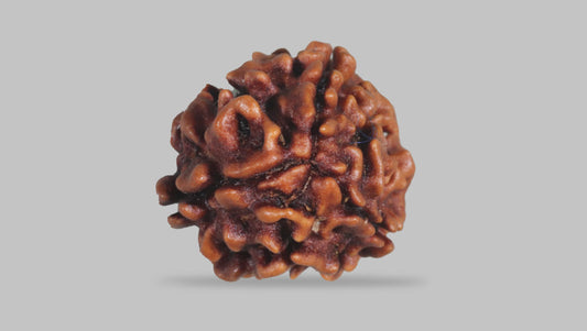 3 MUKHI RUDRAKSHA (22.30 mm)