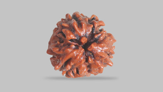 3 MUKHI RUDRAKSHA (21.15 mm)
