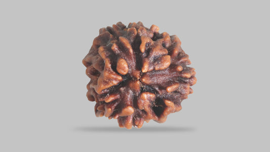 3 MUKHI RUDRAKSHA (23.52 mm)