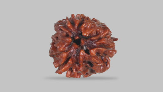 3 MUKHI RUDRAKSHA (22.76 mm)