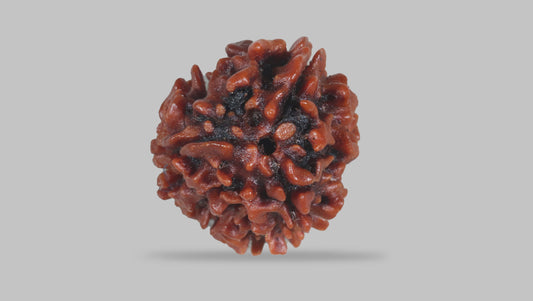 3 MUKHI RUDRAKSHA (22.70 mm)
