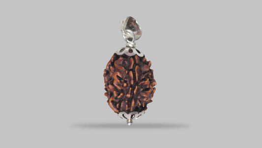 3 MUKHI RUDRAKSHA ( 21.25 mm)