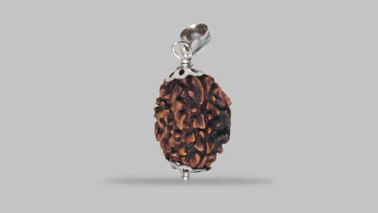 3 MUKHI RUDRAKSHA (22.47 mm)