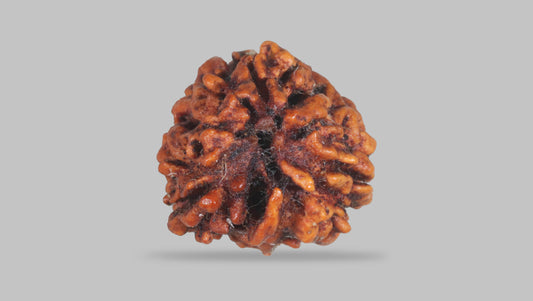 3 MUKHI RUDRAKSHA (20.80 mm)