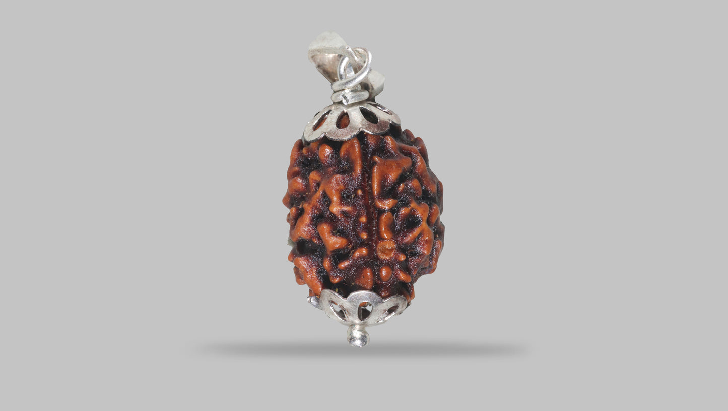 3 MUKHI RUDRAKSHA (20.81 mm)