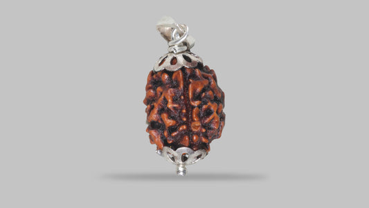 3 MUKHI RUDRAKSHA (20.81 mm)