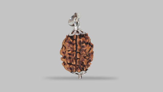 3 MUKHI RUDRAKSHA (23.60 mm)