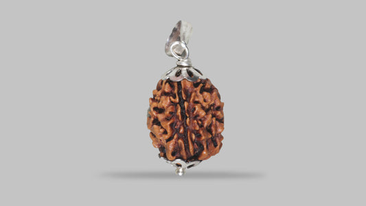 3 MUKHI RUDRAKSHA (20.88 mm)