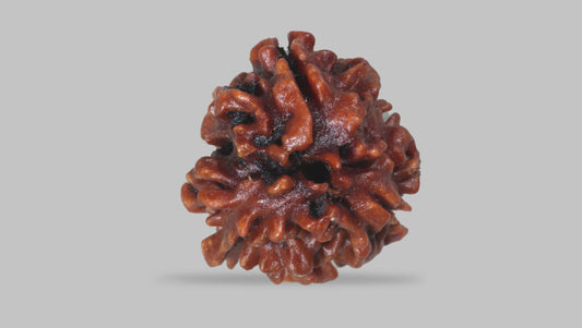 3 MUKHI RUDRAKSHA (20.75 mm)