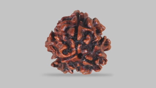 3 MUKHI RUDRAKSHA (21.75 mm)
