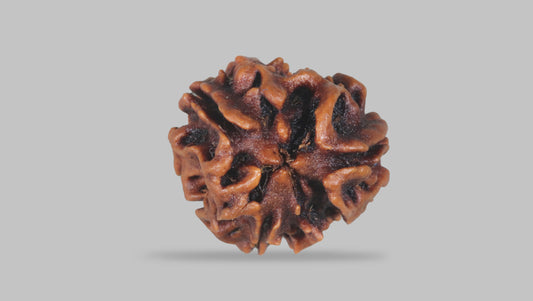 3 MUKHI RUDRAKSHA (20.89 mm)