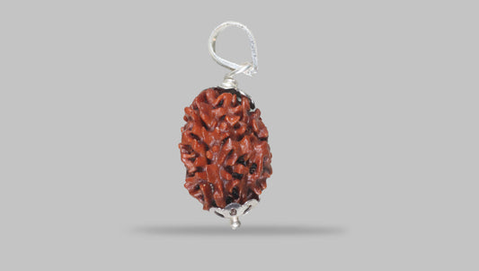 3 MUKHI RUDRAKSHA (22.86 mm)