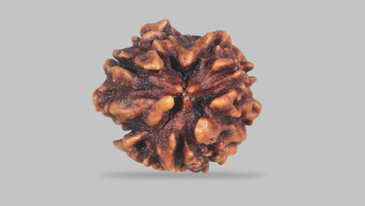3 MUKHI RUDRAKSHA (23.35 mm)