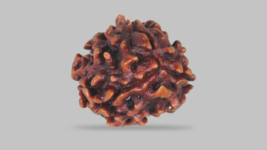 3 MUKHI RUDRAKSHA (22.05 mm)