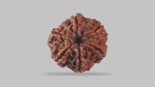 6 MUKHI RUDRAKSHA (19.96 mm)