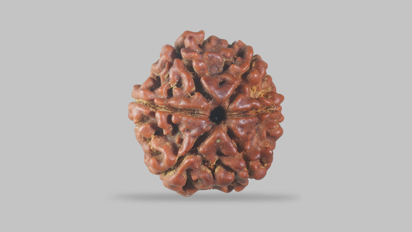 6 MUKHI RUDRAKSHA (19.60 mm)