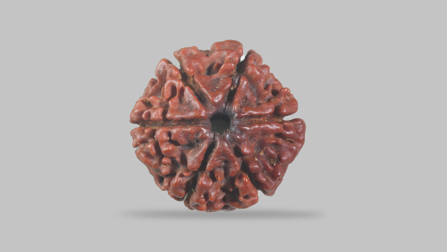 6 MUKHI RUDRAKSHA (19.51 mm)