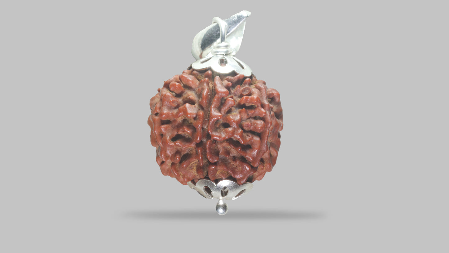 6 MUKHI RUDRAKSHA (22.80 mm)