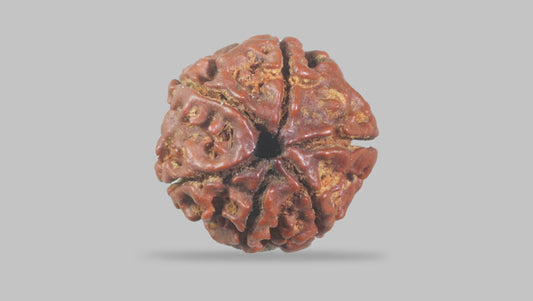 6 MUKHI RUDRAKSHA (17.77 mm)