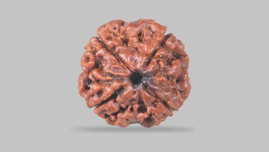 4 MUKHI RUDRAKSHA (18.25 mm)