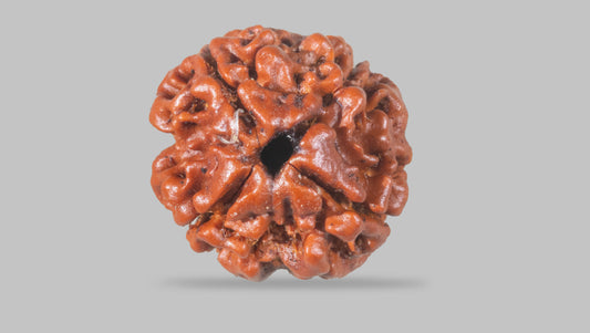 4 MUKHI RUDRAKSHA (18.92 mm)