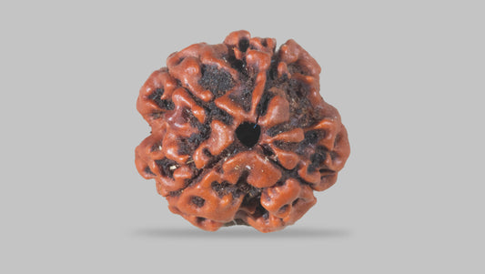 4 MUKHI RUDRAKSHA (17.25 mm)