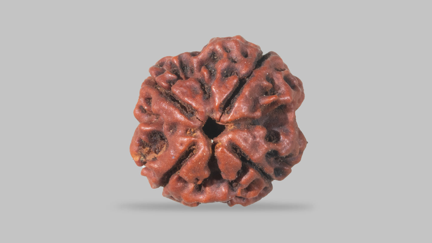 4 MUKHI RUDRAKSHA (20.15 mm)