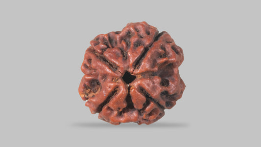 4 MUKHI RUDRAKSHA (20.15 mm)