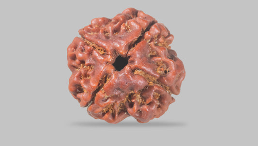 4 MUKHI RUDRAKSHA (19.25 mm)