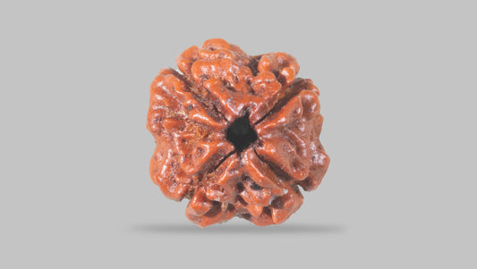 4 MUKHI RUDRAKSHA (18.02 mm)