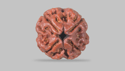 4 MUKHI RUDRAKSHA (18.25 mm)