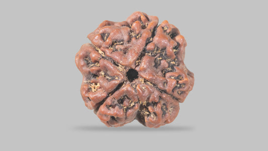4 MUKHI RUDRAKSHA (20.47 mm)