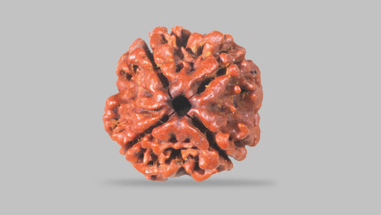 4 MUKHI RUDRAKSHA (19.01 mm)